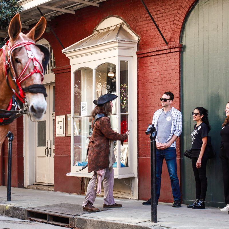 a mule in the street